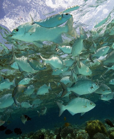 海底游动的热带鱼图片