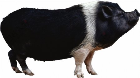 黑色的猪免抠png透明图层素材