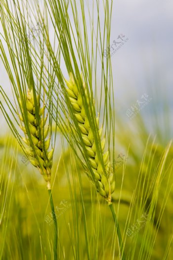 成熟的麦子图片