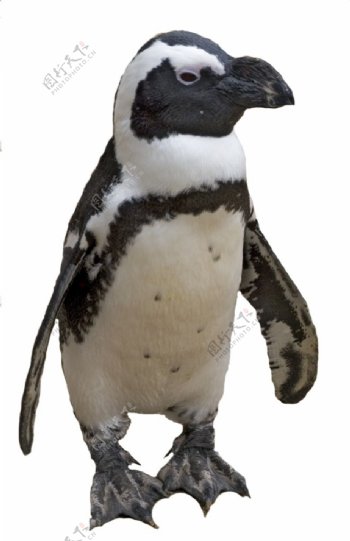 站着的小企鹅免抠png透明图层素材