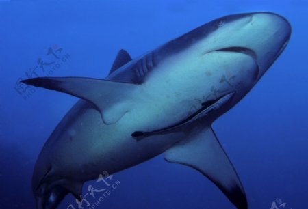 恐怖的鲨鱼图片