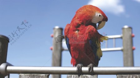 红鹦鹉在酒吧的阳光晴天