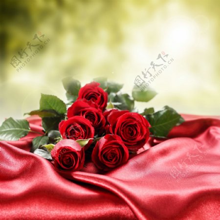 红色丝绸上的玫瑰花图片