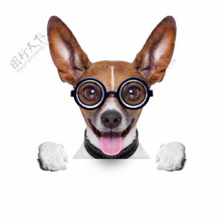 戴眼镜的小狗与广告牌图片