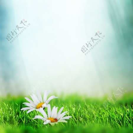 草地鲜花背景边框图片