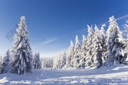 洁白的雪地和树林图片