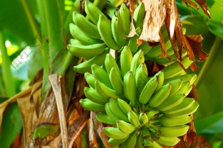 香蕉树上的香蕉图片