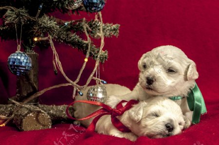 圣诞树下的两只小狗图片