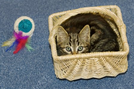 竹篮里的小猫图片