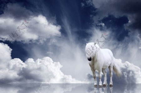 蓝天白云与白马图片