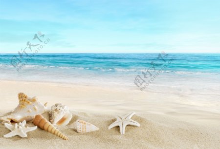 沙滩上的海螺海星图片