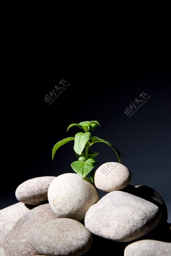 一堆石头上顽强的绿色植物高清大图图片