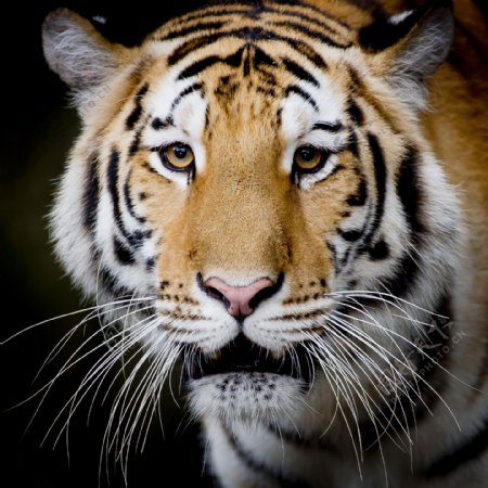漂亮的大老虎图片