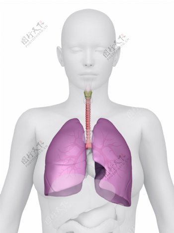 女性肺器官图片