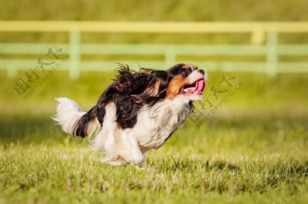 草地上的奔跑的小狗图片