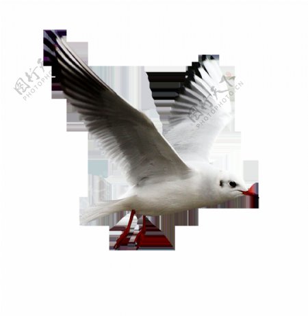 飞翔的海鸥免抠png透明图层素材