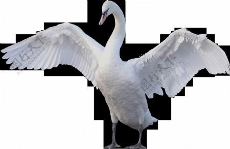 白色羽毛天鹅免抠png透明图层素材