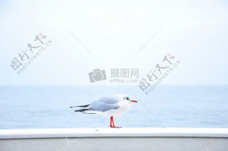 海鸟海洋动物白色喙海鸥地平线鸽子鸽子