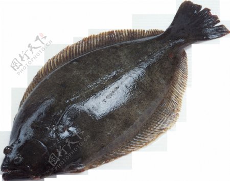 深色鱼类图片免抠png透明图层素材