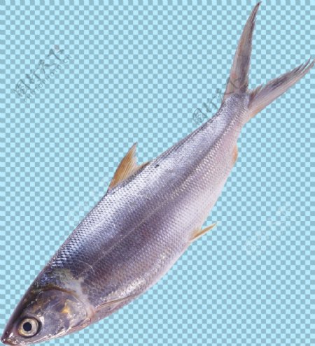 海洋鱼类图片免抠png透明图层素材