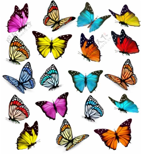 各种漂亮蝴蝶矢量素材