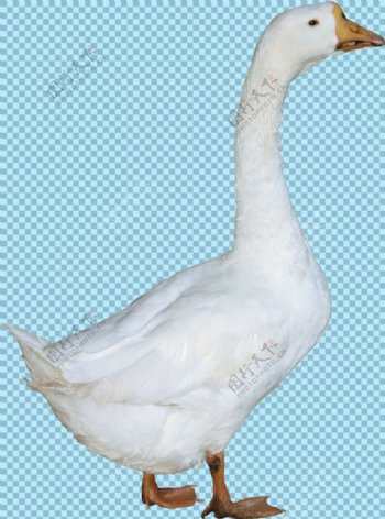 一只白色羽毛的鹅图片免抠png透明素材