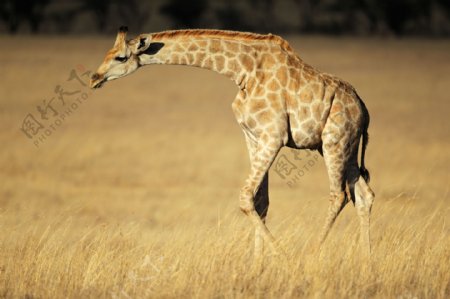 草原上的长颈鹿摄影图片