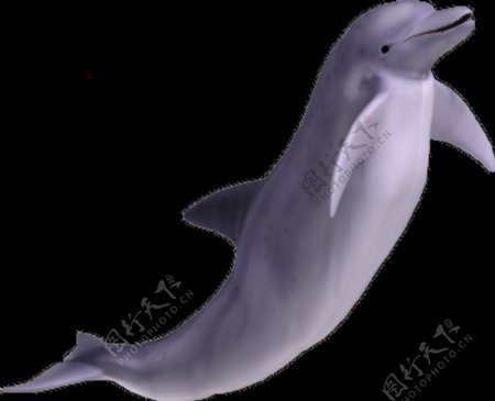 可爱的海豚图片抠png透明图层素材