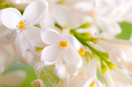 白色樱桃花图片