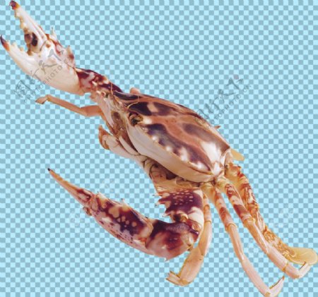 杂色螃蟹图片免抠png透明图层素材