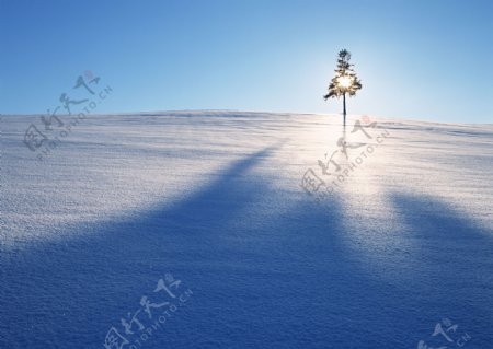 阳光下雪地上的树木图片