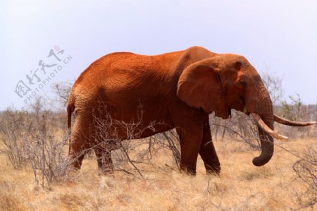 非洲大象摄影图片