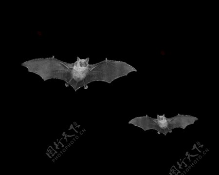 两只飞翔的蝙蝠图片免抠png透明图层素材