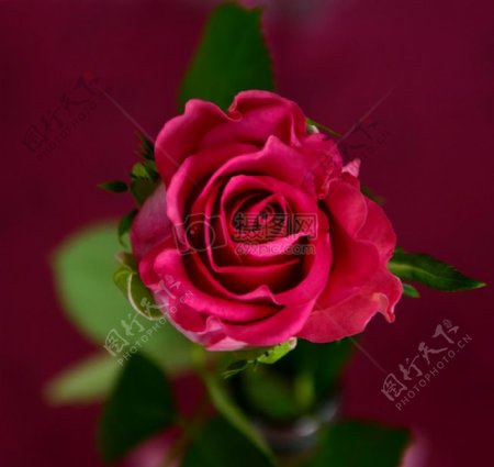 花玫瑰绽放开花红色玫瑰