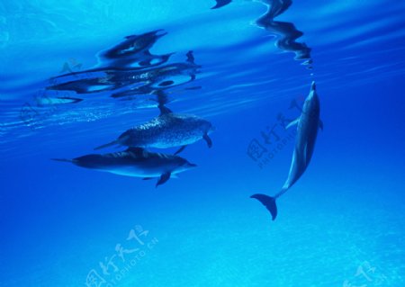 海底中的海豚图片