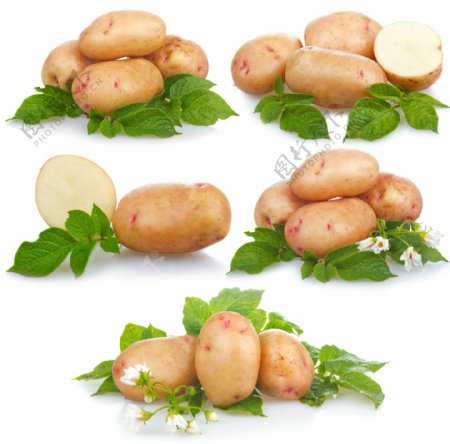 新鲜土豆图片