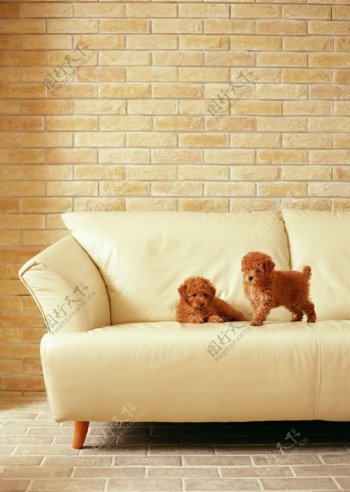 沙发上的两只宠物狗图片