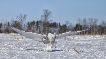 落在雪地上的猫头鹰图片