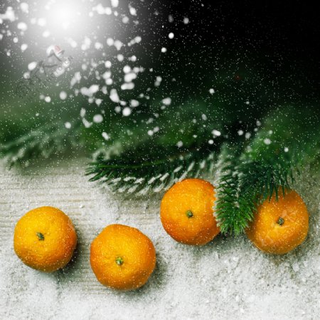 雪地里的橘子图片