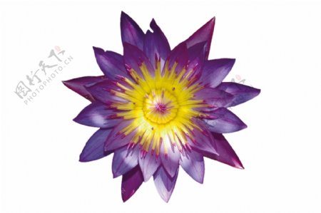 紫睡莲免抠素材