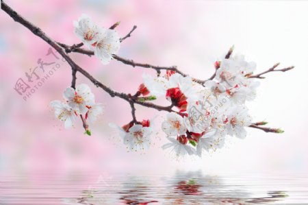 樱花与水纹图片