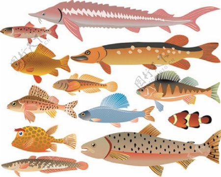 海洋生物鱼类矢量图
