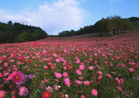 红色花卉风景图片