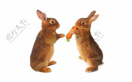 两只抢吃胡萝卜的小兔子图片