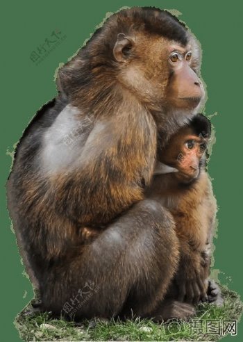 动物儿童猿猴子婴儿母亲照顾保护隔离保护伤痕累累猕猴盾拥抱