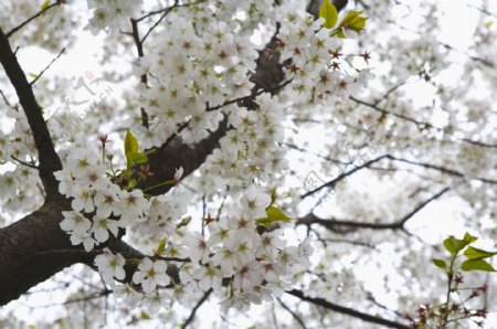 绽放的白色樱花图片图片