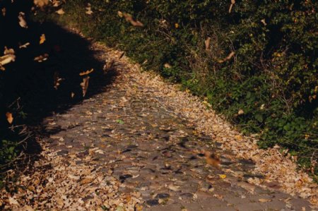 道路路径方式叶叶子秋天叶子轨道卵石鹅卵石