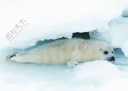 冰川里的海豹图片