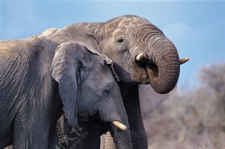 两只大象图片