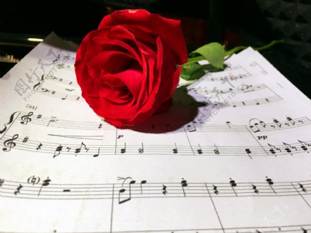 钢琴谱和玫瑰花